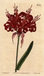 Amaryllis poppy color, with dark crimson flowers, flowering from a single foot