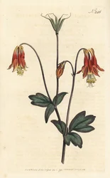Canadian columbine. Aquilegia canadensis.