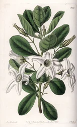 Anthocercis Variete, Native to Australia