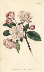 Apple tree with ornamental flowers - Chinese flowering apple, Malus spectabilis. Illustration by Sydenham Edwards from William Curtis