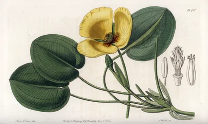 Aquatic Poppy
