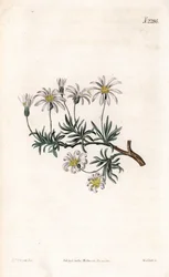 Shrub aster, Felicia fruticosa (Shrubby starwort, Aster fruticulosus).