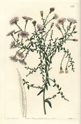 Aster Variety - New York Aster