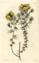 Australian gompholobium variety