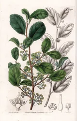 Azara Variete - Plate engraved by S. Watts, from an illustration by Sarah Anne Drake, from the Botanical Register of Sydenham Edwards, England