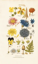 Botanical Classification and Representatives of Different Plant Groups
