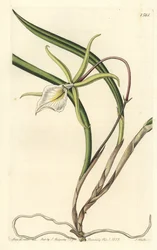 Perrin