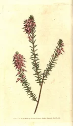 Herbaceous Heath