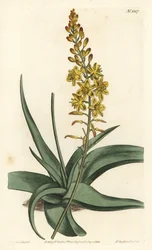 Bulbine variety, Bulbine alooides
