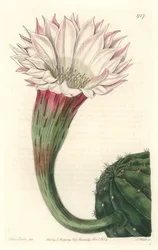 Cactus Sea Urchin or Ball of Moses, in Bloom, Native to Brazil