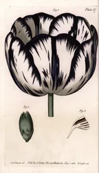 Calisse of tulip and carnation giroflee or carnation florists. Coloured copper engraving, illustration by Sydenham Edwards for Conferences of Botanical, Botanical Garden of Lambeth, England