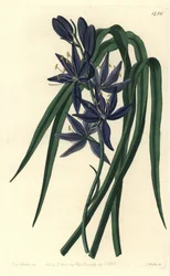Camassia - Camash, Camassia quamash (Eatable Quamash, Camassia esculenta). Handcoloured copperplate engraving from Sydenham Edwards