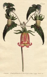 Canary Bell Flower with Pink Veined Yellow Flowers Drooping. Canarina campanula. Handcoloured copperplate engraving from Sydenham Edwards