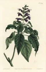 Caribbean Sage - Salvia lamiifolia (Purple-flowered sage, Salvia amoena)