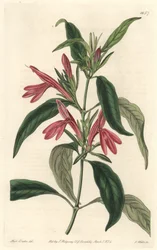 Carmantine, native of Brazil. Handcoloured copperplate engraving from the Botanical Register