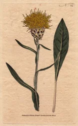 Woad leaved centaurea with yellow fluffy flowers