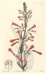 Chelone (or Galane) with Valerian Leaves, Native to California - S. Watts Strong Water from an Illustration by Sarah Anne Drake, from the Botanical Register