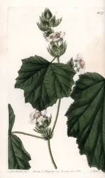 Chestnut vine