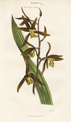 Chinese Orchid