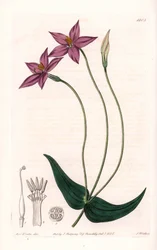Chironia Variete