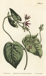 Climbing Milkvine, Matelea obliqua