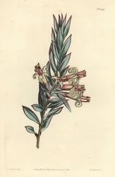 Cluster flowered styphelia, Styphelia triflora. Handcoloured copperplate engraving by F. Sansom Jr. after an illustration by Sydenham Edwards from William Curtis