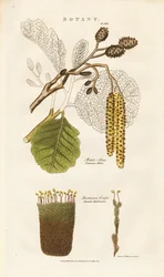 Common Alder and Bartramia Moss