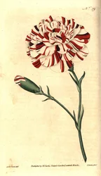 Common carnation, Dianthus caryophyllus