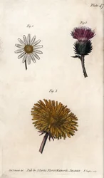 Composite Flowers: Prepacket, Donkeys Thistle and Dandelion