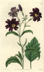 Curvy Salpiglossis - Painted Tongue