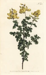 Common Cytisus