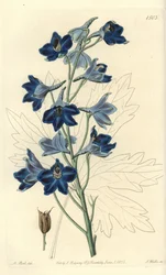 Showy Delphinium