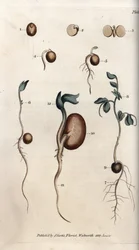 Germination Steps of Pea Seed and Common Bean