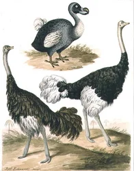 Dodo and Ostrich