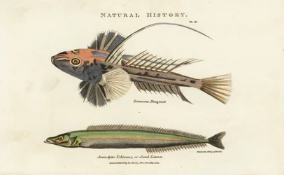 Dragonnet lyre and lancon equille - Common dragonet, Callionymus lyra, and lesser sand eel or sand lance, Ammodytes tobianus.
