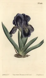 Dwarf Iris - Iris x binata (Purple-blue dwarf flag, Iris pumila var. violacea)