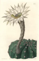 Echinocactus Eyriesii, Flowering Cactus, Native to Mexico - Strong Water by S. Watts from an Illustration by Sarah Anne Drake, from the Botanical Register