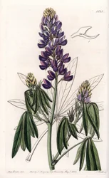 Elegant Lupin or Lupin from Mexico. Handcoloured copperplate engraving from Sydenham Edwards