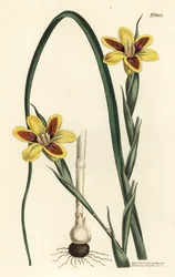 Elegant Moraea, Moraea elegans