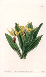 Erythrone has large flowers, native of North America - Plate engraved by S. Watts, from an illustration by Sarah Anne Drake, from the Botanical Register of Sydenham Edwards, England