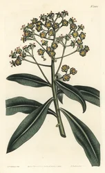 Honey spurge or honey-bearing euphorbia, Euphorbia mellifera
