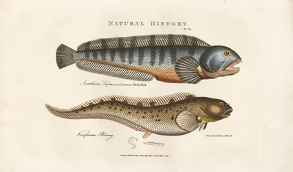 European Seabass and Viviparous Blenny