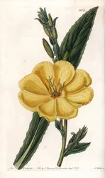 Evening Primrose with Large Flowers
