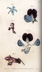 Flowering of officinale borage and pea (leguminous). Coloured copper engraving, illustration by Sydenham Edwards for Conferences of Botanical, Botanical Garden of Lambeth, England
