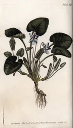 Fragrant Violet