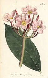 Frangipani
