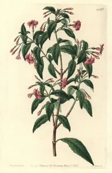 Rod-branched Fuchsia, Fuchsia Bacillaris. Handcoloured Copperplate Engraving by S. Watts after an Illustration by Sarah Drake from Sydenham Edwards