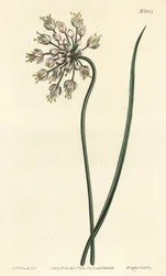 Nodding onion, lady