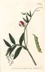 Spanish vetchling, Lathyrus clymenum (Jointed-podded lathyrus, Lathyrus articulatus). Handcoloured copperplate engraving by Sansom after an illustration by Sydenham Edwards from William Curtis