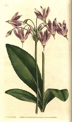 American cowslip or Mead